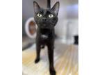 Adopt Penny a Domestic Shorthair / Mixed cat in Cornwall, ON (39184576)