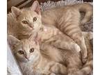 Adopt Chloe and Luna a Tan or Fawn Tabby Domestic Shorthair (short coat) cat in