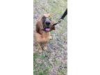 Adopt Maggie a Tan/Yellow/Fawn Bloodhound / Mixed dog in Tampa, FL (39184533)