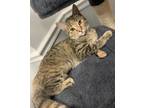 Adopt Rummy a Gray, Blue or Silver Tabby Domestic Shorthair / Mixed cat in