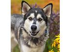 Adopt Milo a Siberian Husky / Mixed dog in Golden, CO (39184606)