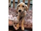 Adopt Heidi a Tan/Yellow/Fawn Golden Retriever / Mixed dog in Tinley Park