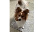 Adopt Jack a White - with Red, Golden, Orange or Chestnut Papillon / Mixed dog