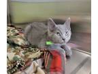 Adopt Hiccup a Gray or Blue Domestic Shorthair (short coat) cat in Dickson