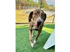 Adopt Rose a Great Dane / Mixed dog in Bullard, TX (39177776)
