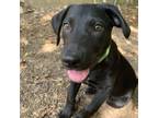 Adopt Abby pup 2 a Black Labrador Retriever / Shepherd (Unknown Type) / Mixed