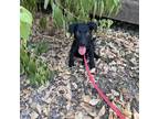 Adopt Abby pup 1 a Black Labrador Retriever / Shepherd (Unknown Type) / Mixed