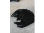 Adopt Shadow a Black (Mostly) Bombay / Mixed (short coat) cat in Wilmington