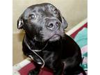 Adopt 41283 Napoleon a American Pit Bull Terrier / Labrador Retriever / Mixed