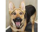 Adopt 41332 Luna a German Shepherd Dog / Mixed dog in Ellicott City