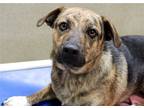 Adopt 41333 Oliver a Beagle / Mountain Cur / Mixed dog in Ellicott City