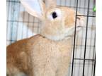 Adopt 41160 Bun Bun a Other/Unknown / Mixed rabbit in Ellicott City