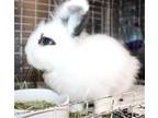 Adopt 41370 Snowy a Lionhead / Mixed rabbit in Ellicott City, MD (39183945)