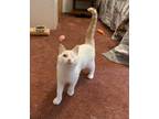 Adopt Rex a Siamese / Mixed (short coat) cat in Prairie du Chien, WI (39183982)