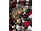 Adopt Boba a Domestic Shorthair / Mixed (short coat) cat in Newaygo