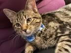 Adopt Blu a Domestic Shorthair / Mixed (short coat) cat in Newaygo