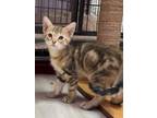 Adopt Baby a Domestic Shorthair / Mixed (short coat) cat in Newaygo