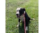 Adopt Yang a American Pit Bull Terrier / Mixed dog in Wauchula, FL (39148333)