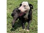 Adopt Yin a American Pit Bull Terrier / Mixed dog in Wauchula, FL (39148332)