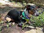 Adopt Sunny a Tricolor (Tan/Brown & Black & White) Bluetick Coonhound / Rat