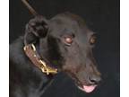 Adopt Yenderra Bazza a Black Greyhound / Mixed dog in Douglasville