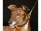 Adopt Aston Express a Brindle Greyhound / Mixed dog in Douglasville