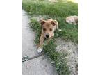 Adopt Molly (Janet) a Tan/Yellow/Fawn - with White Labrador Retriever / Shepherd