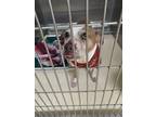 Adopt Muttly a Red/Golden/Orange/Chestnut - with White Mixed Breed (Medium) /