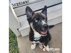 Adopt Neptune a Black - with White Siberian Husky / Mixed dog in Council Bluffs