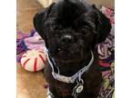 Adopt Eddie (Dallas) a Black Shih Tzu / Mixed dog in Houston, TX (39182738)