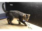 Adopt Amber Stone a Brown Tabby Domestic Shorthair / Mixed cat in Anoka