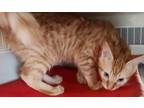 Adopt Cecil a Orange or Red Tabby Domestic Shorthair / Mixed cat in Anoka