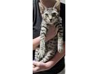 Adopt Devon a Brown Tabby Domestic Shorthair / Mixed cat in Anoka, MN (39181945)