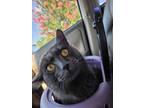 Adopt Tomas a Gray or Blue Russian Blue / Mixed (long coat) cat in Porter