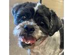 Adopt George a Black Shih Tzu / Mixed dog in Las Vegas, NV (39183767)