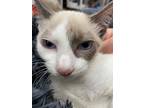 Adopt Torpedo a Cream or Ivory (Mostly) Siamese (short coat) cat in Patterson