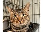 Adopt Emil a Brown Tabby American Shorthair (short coat) cat in Heathsville