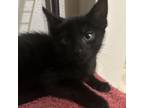 Adopt Flounder a All Black Domestic Shorthair / Mixed cat in Pleasanton