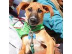 Adopt Hollyberry a Tan/Yellow/Fawn - with White Beagle / Mixed dog in
