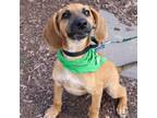 Adopt Harryberry a Tan/Yellow/Fawn - with White Beagle / Mixed dog in