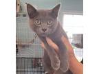 Adopt Danni a Gray, Blue or Silver Tabby American Shorthair (short coat) cat in
