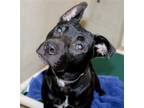 Adopt 41279 Persephone a American Pit Bull Terrier / Mixed dog in Ellicott City