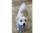 Adopt Biscotti a Shih Tzu / Mixed dog in Bloomington, IL (39183632)