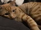 Adopt Leo a Orange or Red Tabby Domestic Shorthair / Mixed (short coat) cat in
