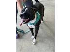 Adopt Tasha a Brindle - with White American Pit Bull Terrier / Mixed dog in