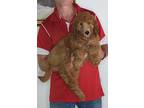 Adopt Cali a Red/Golden/Orange/Chestnut Goldendoodle / Mixed dog in South