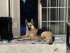 Adopt Charlie a Tan/Yellow/Fawn - with Black German Shepherd Dog / Mixed dog in