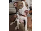 Adopt Juno a White - with Tan, Yellow or Fawn Staffordshire Bull Terrier / Mixed