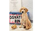 Adopt Pooh a Tan/Yellow/Fawn Labrador Retriever / Mixed dog in Phoenix