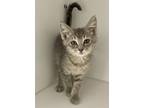 Adopt Ale a Gray, Blue or Silver Tabby Domestic Shorthair / Mixed (short coat)